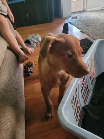 mixed breed rescue puppy (Lima)63989430801794120