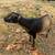 Nigerian dwarf goat does 2 thumbnail