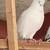 Highflyer Pigeon Pairs 6 thumbnail