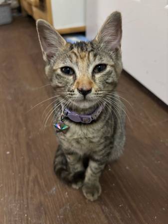 Kitten (Midway Park)63619037582211121