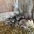 Tiniest midget baby goat 1 thumbnail
