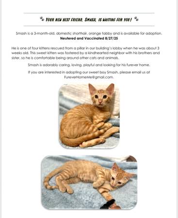 Gatitos rescatados para adopción (Los Ángeles)63656444012161121