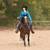 Chasing Daydreams, AQHA/APHA gentle & easy young trail gelding 14 thumbnail