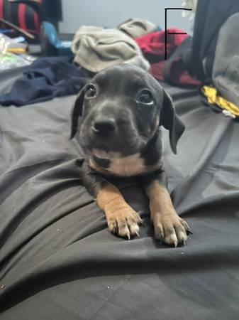 Puppies-Pit Mix (Ocala)63861890261507122