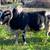 Mini zebu bull for lease 1 thumbnail