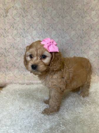 Cockapoo (Mission)64148953356546122