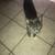 Giving away kitten 2 thumbnail