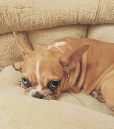 Rehoming Frenchie64050382583938121