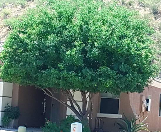 ++Tree Trimming - Tree Removal - Stump Grinding++ 1