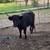 Mini highland heifer 2 thumbnail