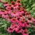 Pow Wow Wild Berry Coneflower Plants 2 thumbnail