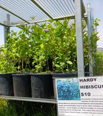 Hardy Hibiscus Bushes 1