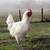 Bresse Chickens from France - the worlds most EXPENSIVE CHICKEN! 3 thumbnail