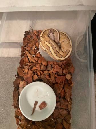 Ball pythons63907416735874120