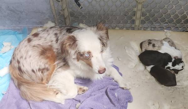 Mini aussie (Prineville)63824690474755120