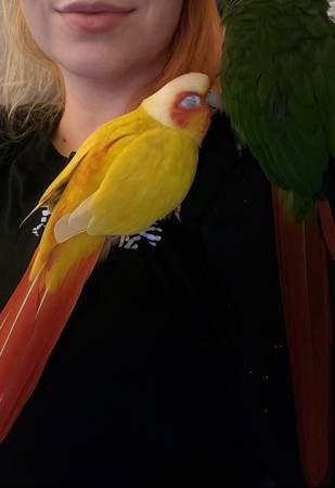 Suncheek conure (Lochgelly)63925253449986120