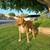 Pit Bull 7 thumbnail