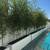 1/2off WHOLESALE BAMBOO PLANTS 15' INSTANT PRIVACY FENCE WINDBREAK ZEN 8 thumbnail