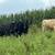 Bred fall cows 5 thumbnail