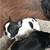 French bulldog rehome 8 thumbnail