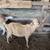 Cross Bred Billy Goats 2 thumbnail