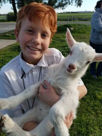 We will pick up unwanted livestock 1