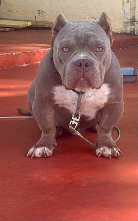 American Bully’s for rehoming (Palm beach County)63936142186499121