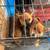 Chihuahuas puppies 4 thumbnail