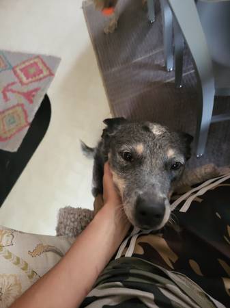 ISO private fenced property for dog (Wenatchee)63761970830339121