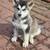 Husky puppy 1 thumbnail