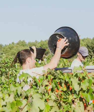 Seasonal grape picking - suitable also for students -  south of France 1