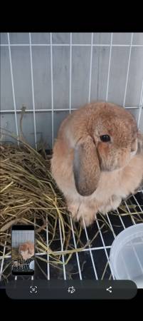 Holland Hop Pure Breed Bunny 1