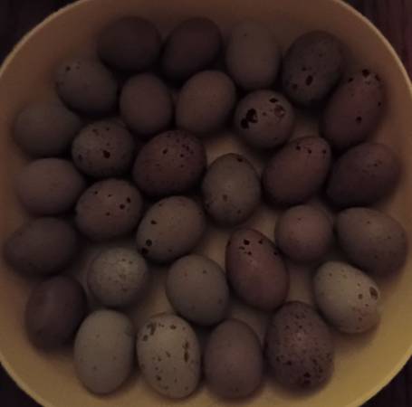Fertile Button Quail Eggs 1