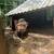 Kune Kune Piglets – Gilts & Barrow – Ready 3 thumbnail