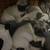 Pug puppies full blooded 1 thumbnail