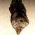 Russian Silver or Blue Fox Fur Stole 7 thumbnail