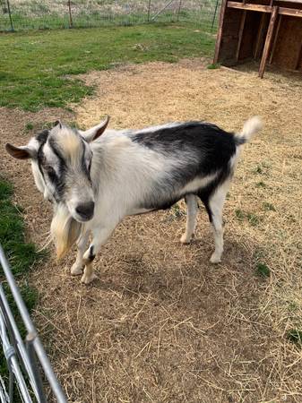 2 yo Alpine buck goat 1