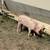Piglets available 1 thumbnail