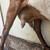Purebred Nubian Milking Goat 4 thumbnail