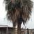 🔴🌳TREE REMOVAL-PALM TREE SERVICE-TREE TRIM TRIMMING-TREE REMOVAL 5 thumbnail