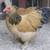 Lots of Chicken Breeds to choose from Now Taking Pre-order Now Taking 5 thumbnail