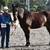 Horse Training, Colt Starting, Foundation, Problem Horse Behaviors 6 thumbnail