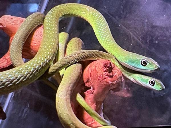 African Bush Snakes 1