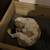 Puppy Whelping Box 7 thumbnail