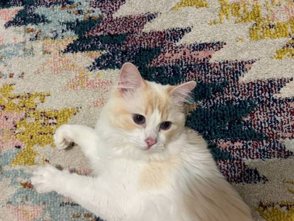 Cat for rehoming (West Hartford)63873145734273123