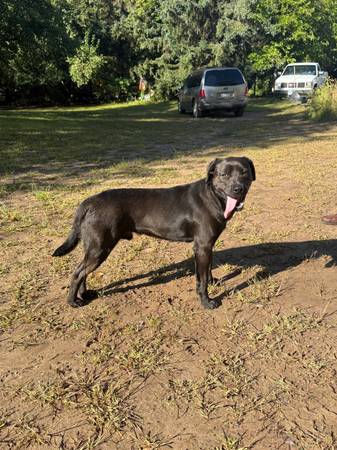 Black Lab mix in desperate need of loving home! (North Branch)63906250022018121