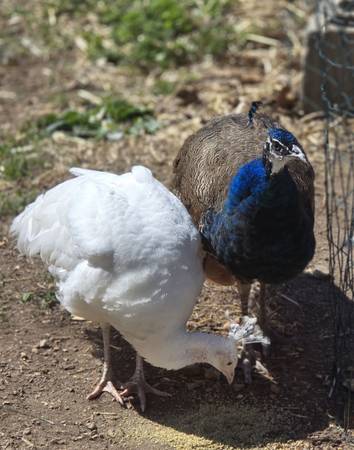 Peacock pair 1