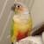 Lost conure Irvine 2 thumbnail
