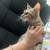 Bengal 19 thumbnail