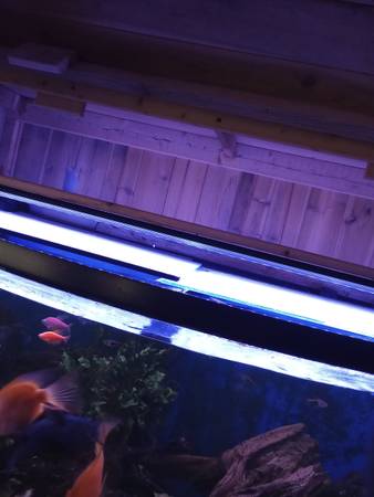 100 gallon setup63872576470787124